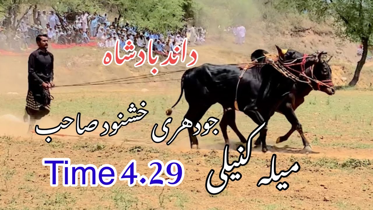 Bull Race Jhelum,Ch khashnood Sab,Bull Race Azad kashmir - YouTube
