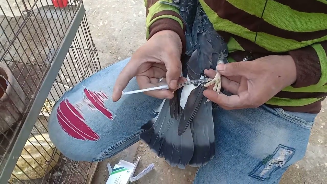 علاج مرض السالمونيلا المفصليه