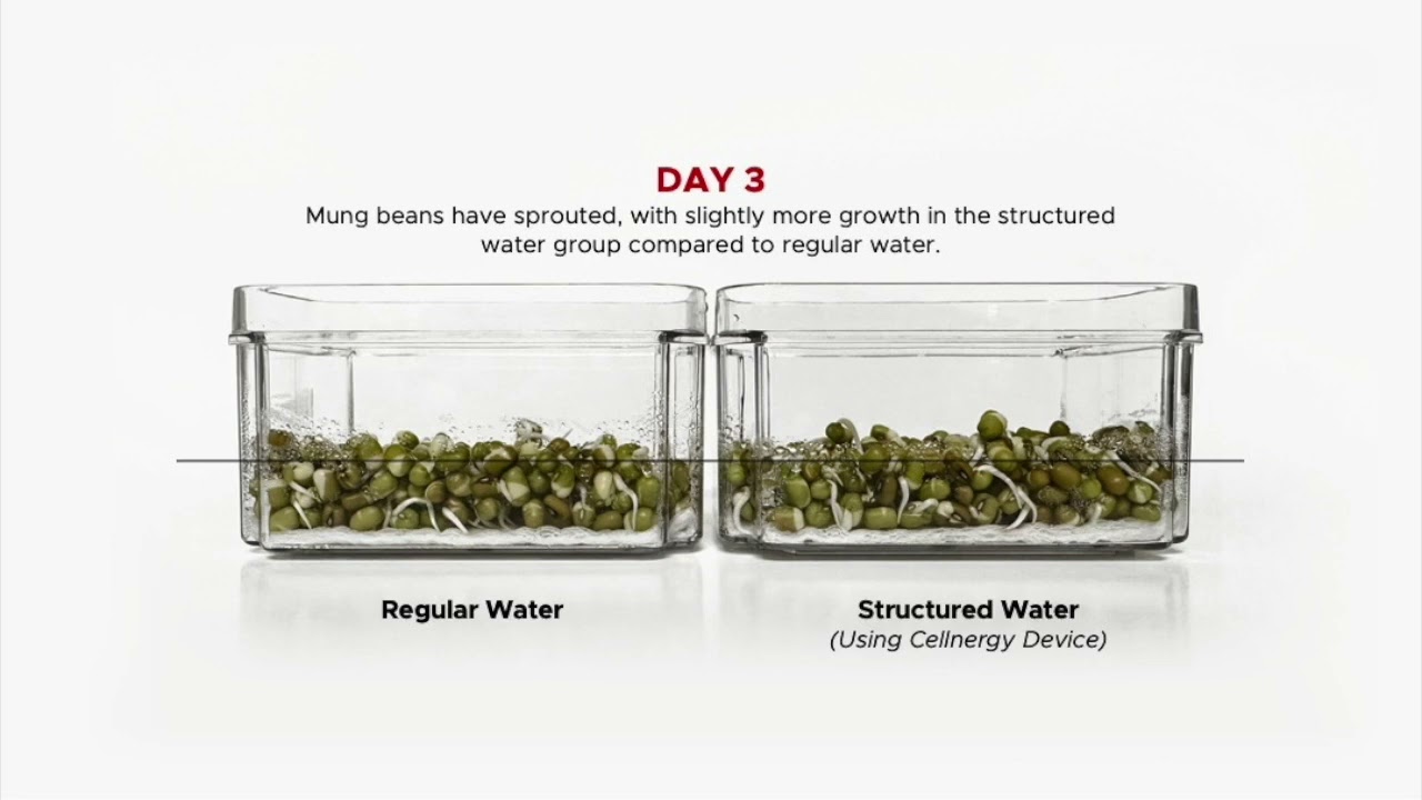 Cellnergy Structured Water vs Regular: Which Helps Mung Beans Grow Better?
