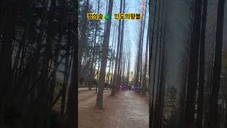 #정의송 #인도의향불 #울산대공원#메타쉐콰이어길 #맨발걷기