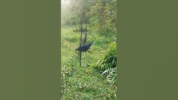 Croaking Bird Trap‼️ruak ruak datang menghampiri suara pikat andalan