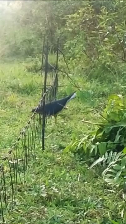 Croaking Bird Trap‼️ruak ruak datang menghampiri suara pikat andalan