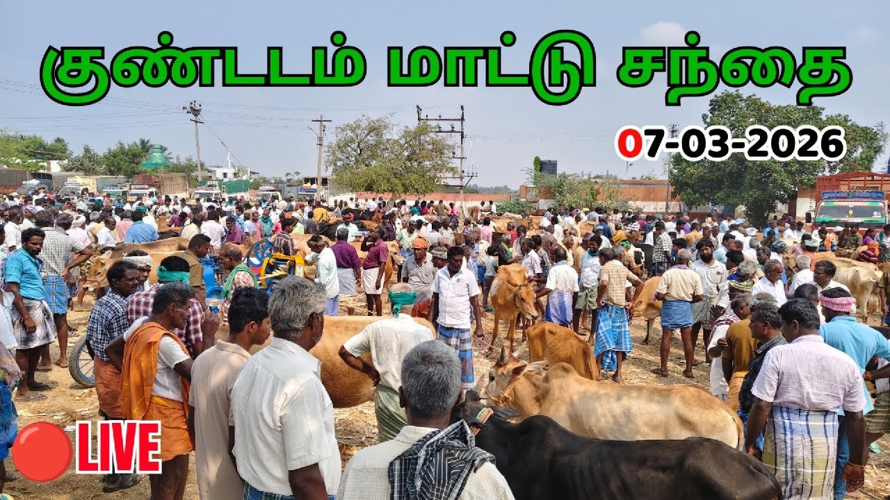 Kundadam mattu santhai 07-03-2026  காங்கேயம் காளை-KANGAYAM BREED