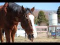 放牧を楽しむメイショウドトウ