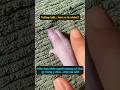 Nuôi một “người bạn cùng phòng có gai” sẽ là trải nghiệm thế nào? #tangtuvien #shorts