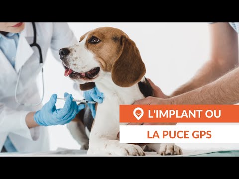 Implant ou puce GPS pour chat et chien : comment choisir ? [Guide d&rsquo;achat]