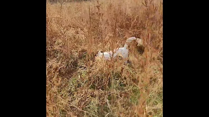 English Setter Odin Pointing South Dakota Pheasant