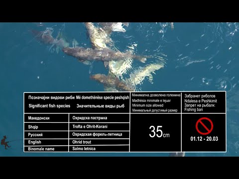 Video: Krap Koi: Specie Peshqish