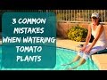 Watering Tomato Plants & Signs Of Overwatering - How To Water Tomatoes & Container Plants in Arizona