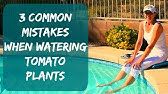 Growing Tomatoes and Peppers in Arizona - When NOT to Water Wilting