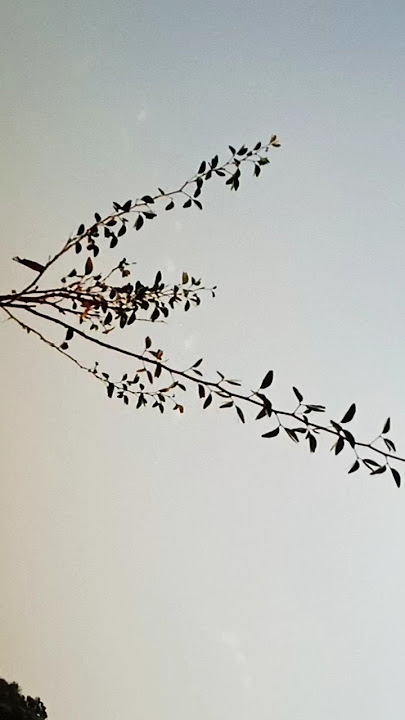 Tree 🌳 #youtube #shorts