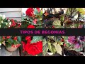 Como cuidar las begonias//Begonias cuidados básicos + 4 tipos de begonias