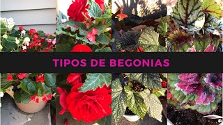 Como cuidar las begonias//Begonias cuidados básicos + 4 tipos de begonias -  YouTube