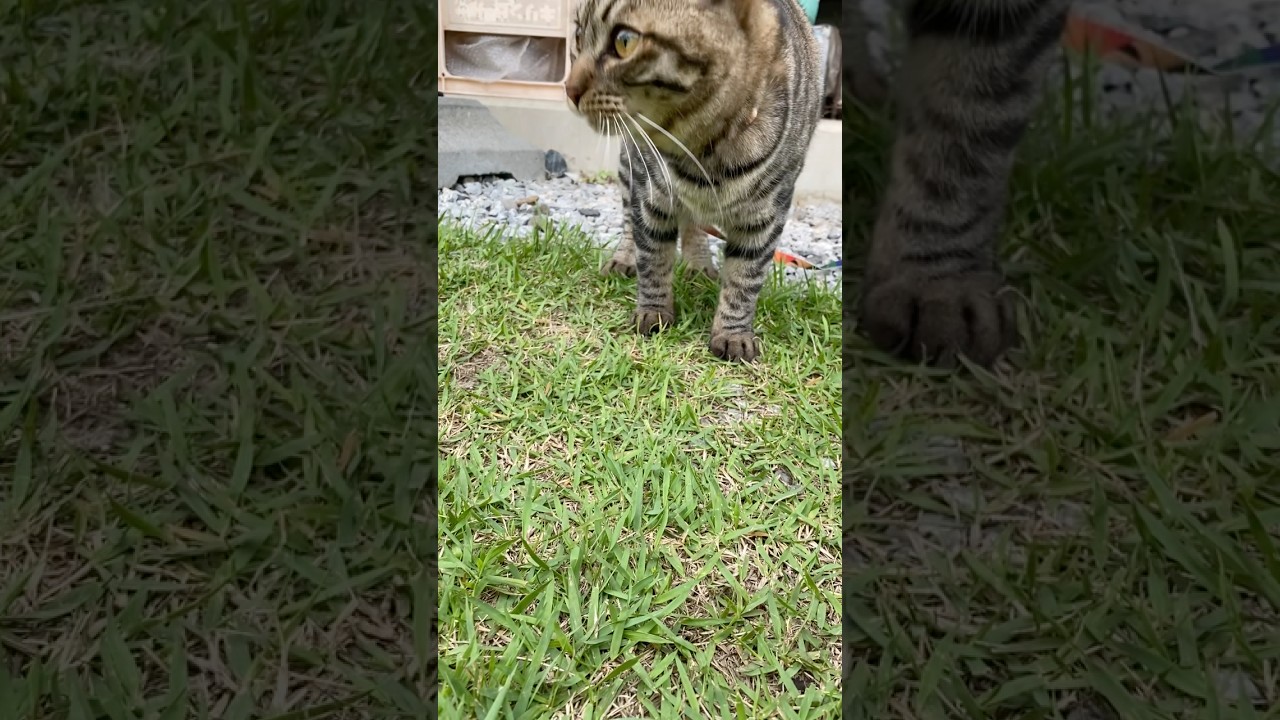 トラジ初めてのカマキリ。肉球でトントンしました。 #猫 #cat #カマキリ #shorts