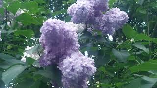 lilac in the Kiev Pechersk Lavra