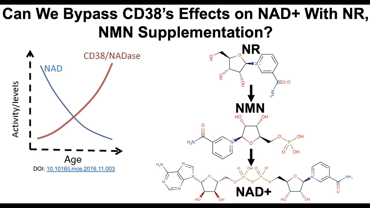 CD38 gets in the way of NR and NMN for increasing NAD+ - YouTube