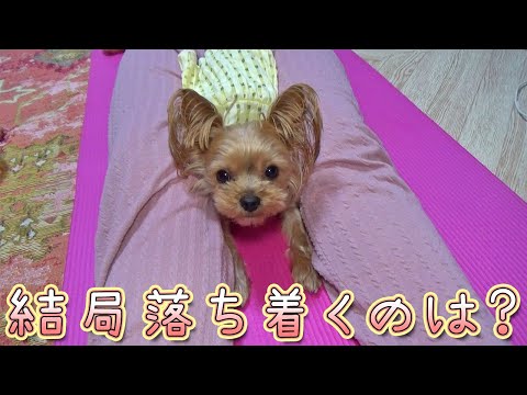 【ヨークシャテリア】一番落ち着く場所はどこかな?【Yorkshire Terrier】