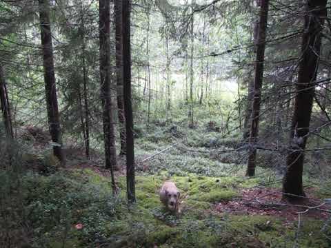 Video: Eteen Metsään