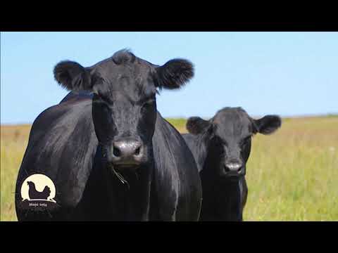 Video: Pasmine krava: opis i karakteristike. Mliječna rasa krava