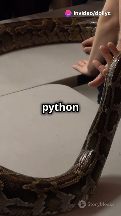 Expert Carefully Guides Massive Python & Her Eggs - YouTube