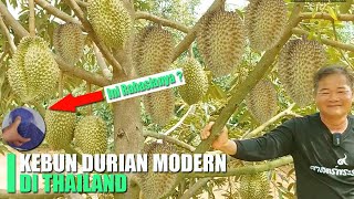 Perbedaan Kebun Durian Thailand dan Indonesia, Pantesan Indonesia Kalah !