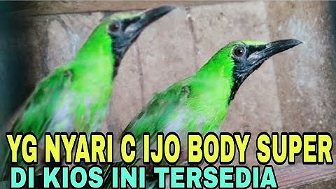 YG NYARI CUCAK IJO BODY SUPER DI KIOS INI TERSEDIA KIOS BALTAQIY PASAR BURUNG PRAMUKA HARI INI