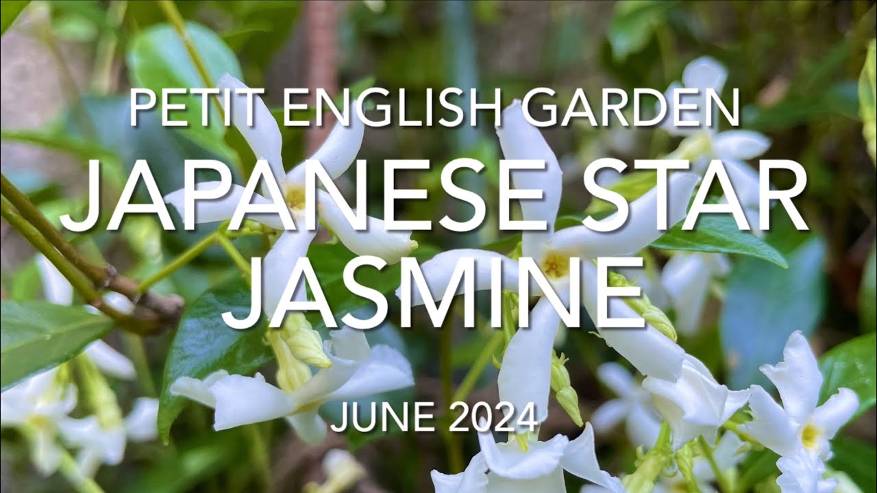 テイカカズラの花 - YouTube