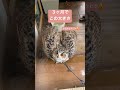2023年7月4日ヒナでも怒ると怖いんだけど ワシミミズク 2023年7月4日ヒナでも怒ると怖いんだけど ワシミミズク