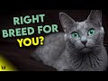 Is The RUSSIAN BLUE Cat The RIGHT Breed For You? Find Out Now! の動画、YouTube動画。