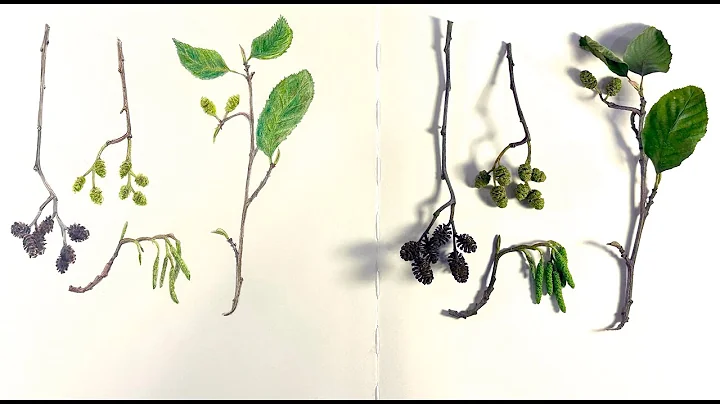 Nature Journal 1 -Alder