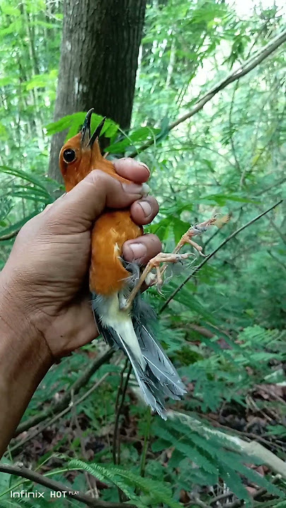 Pikat burung anis merah