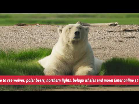 Manitoba Wild Contest Video