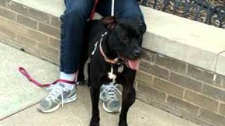 Maynard-Available At The Humane Society Of Missouri