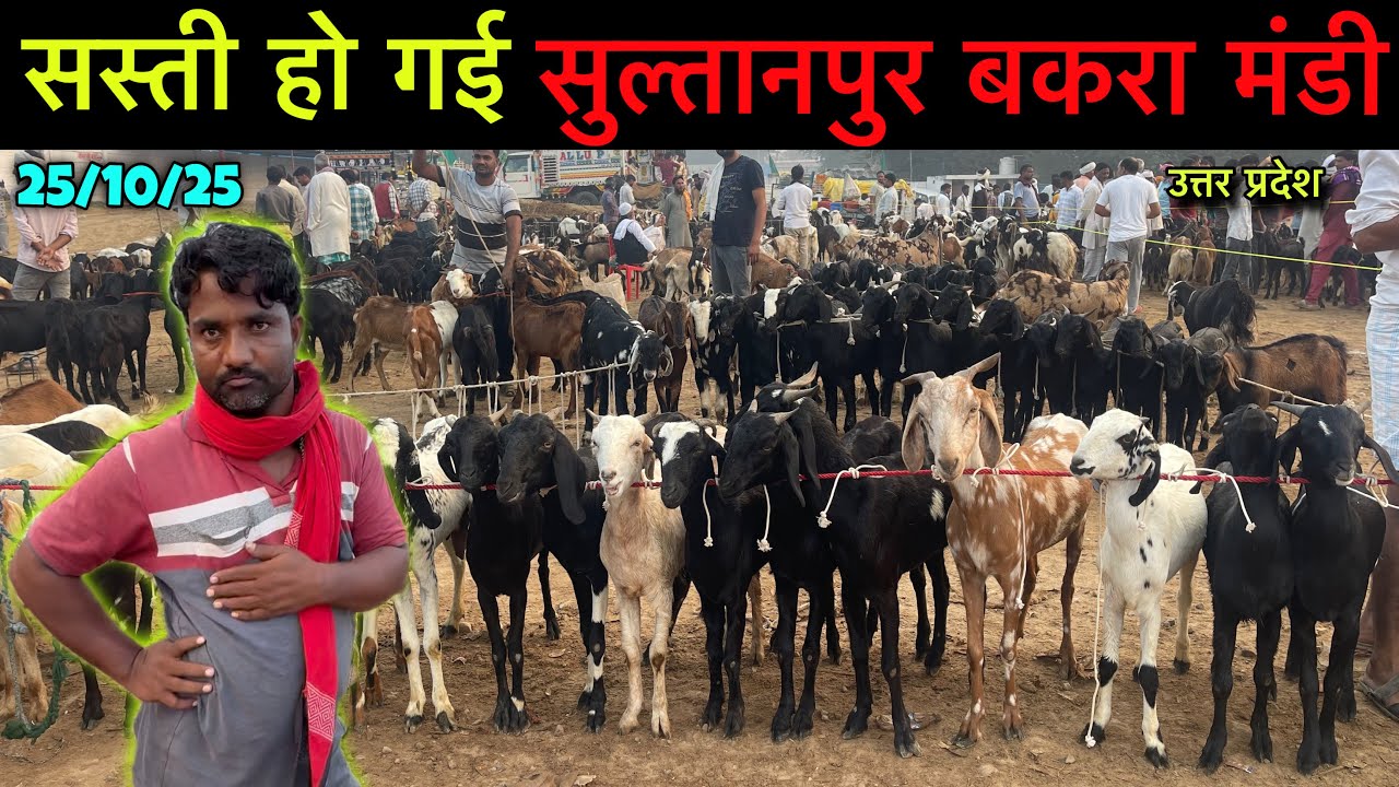 सस्ती हो गई सुल्तानपुर बकरा मंडी उत्तर प्रदेश 25/10/25 Sultanpur Goat Market UP | Ziya Vlogs