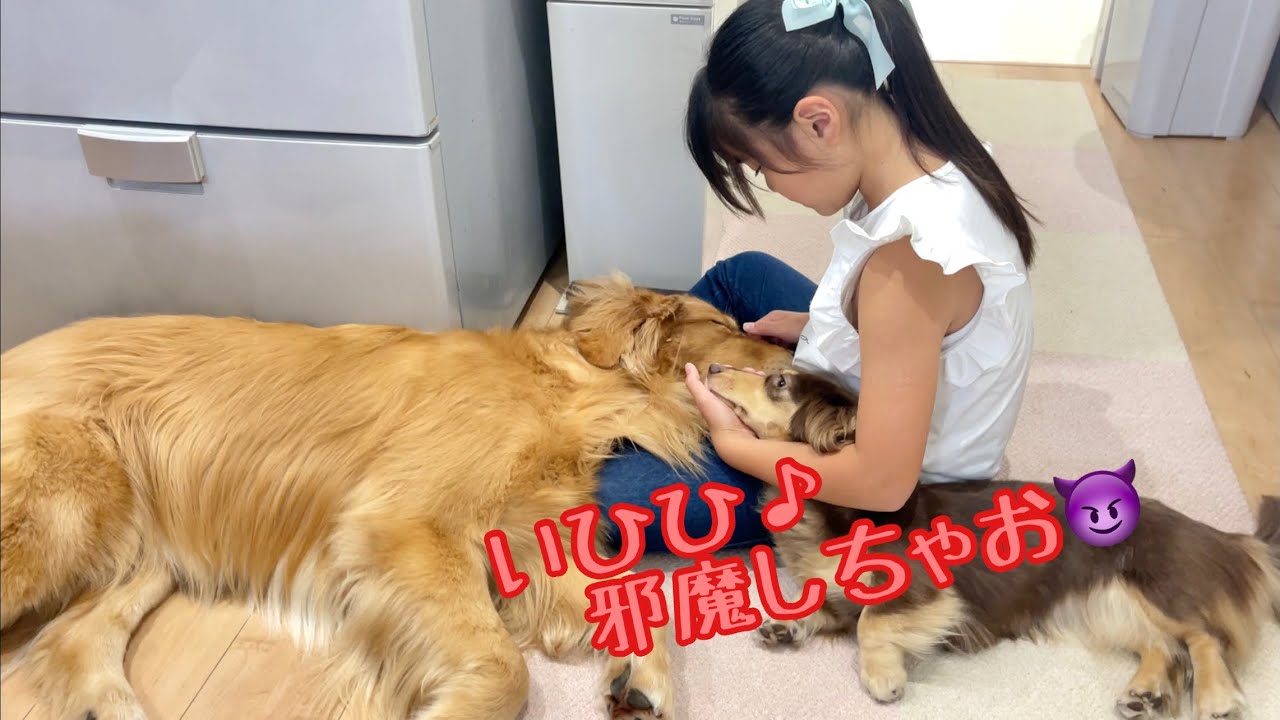 姉の膝上で犬である事を忘れて甘えまくる大型犬と その幸せを邪魔する事に喜びを覚えた小型犬がこちら ゴールデンレトリバーのクッキーとミニチュアダックスフンドの子犬ショコラとの幸せな日常 Youtube
