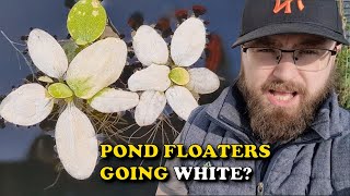 Pond Floating Plants GOING WHITE? WHY This Happens and HOW TO PREVENT IT