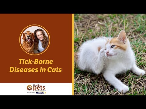 دکتر بکر در مورد بیماری های منتقله از کنه در گربه ها بحث می کند