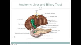 RADT 210 Liver and GB