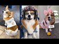 Funny Hammy and Olivia Shorts Compilation - Best Hammy &amp; Olivia Corgi Shorts of 2024