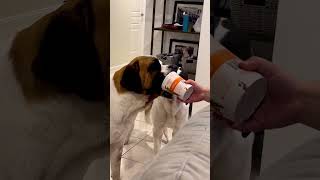 Download Lagu Have you ever seen a tongue like this? 😮👅 #shorts #funnyshorts #funnydogvideo MP3