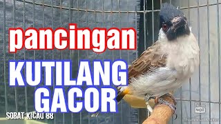 SUARA PANCINGAN BURUNG KUTILANG AGAR BUNYI DAN GACOR || 100% KUTILANG MU PASTI NYAUT  DAN GACOR
