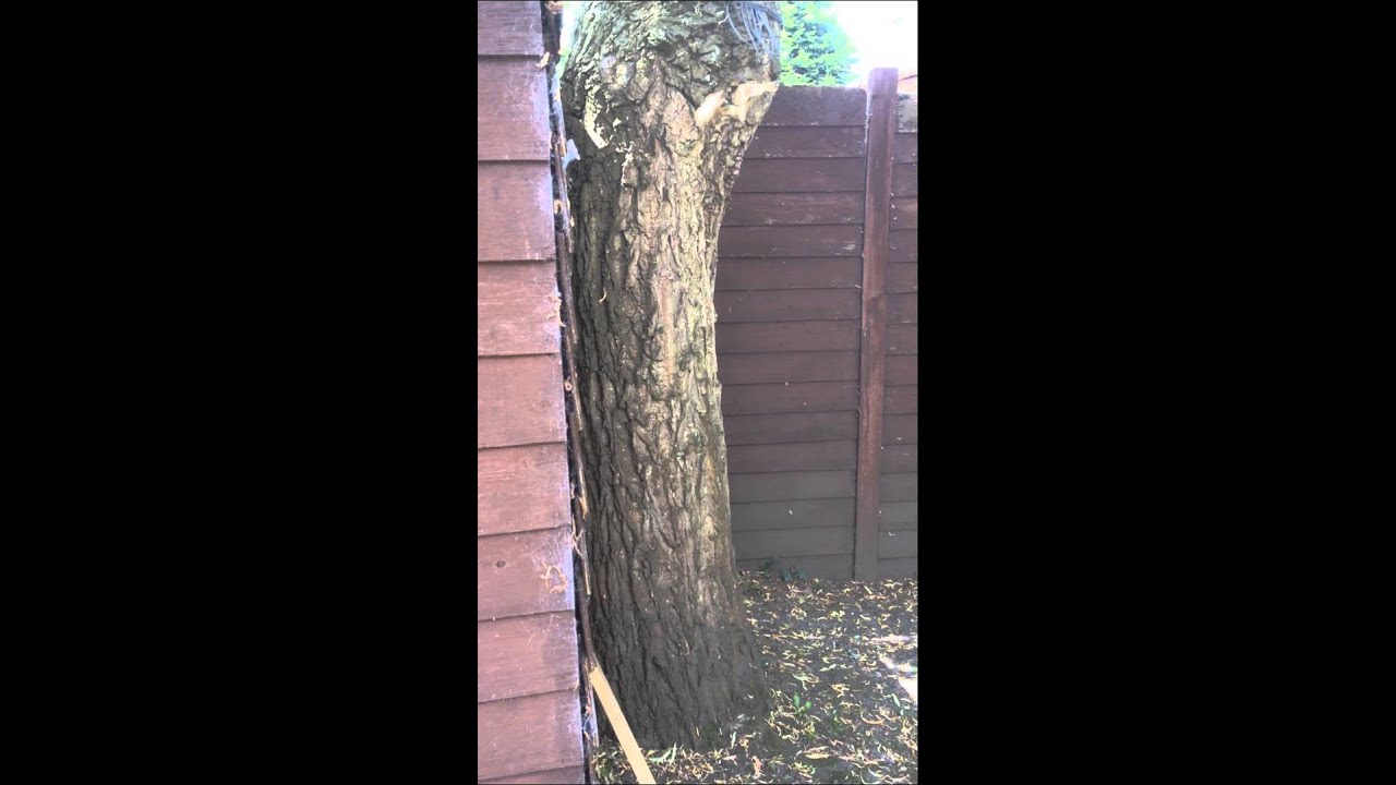 Fighting/Dancing butterflies in garden