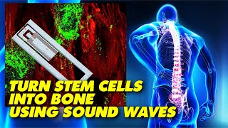 Research Shows that Sound Waves Can Convert Stem Cells into Bone