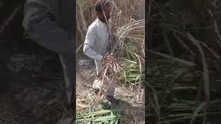 Screening of inferior varieties at seed harvesting time for after wheat sowing at circle Manth #seed