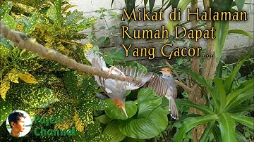 Mikat Burung Prenjak Liar Di Halaman Rumah - Lihat Hasilnya...!!
