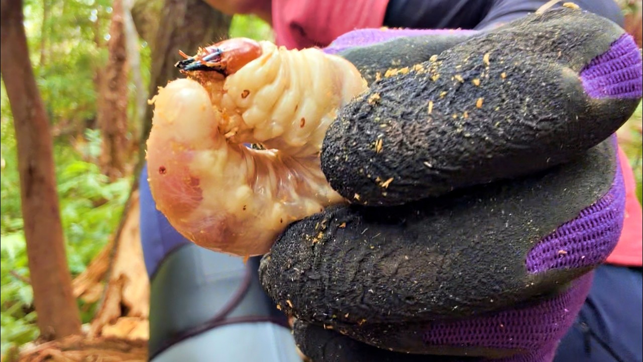 オオクワガタが普通に採れるヤバい山をついに見つけた