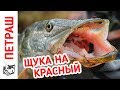 Ловля ЩУКИ в ноябре РАЗНЫМИ СПОСОБАМИ!