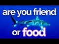 How to Get Over Your Fear of Sharks | Scuba Instructor Advice