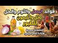 السر الذي يخفيه عنك كبار المربين خلطة سحرية لزيادة البيض والمناعة فورا