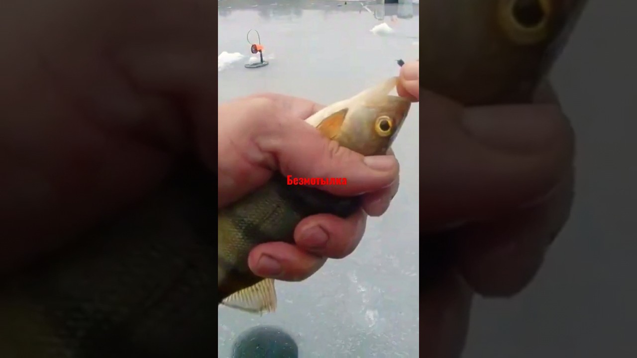 Рабочая безмотылка по всей рибе #2022 #зима #рыбалка #безмотылка